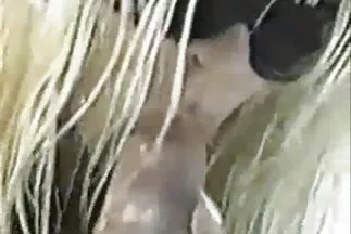 Hai người da đen vì một nhà báo đã dàn dựng một phim sec cha nhóm khiêu dâm khó.